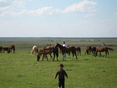 Ногай шоьль Сырт Кавказ
