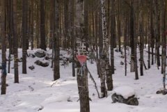 Бурятия. Благопожелания на деревьях.