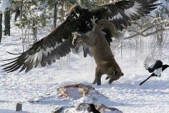 Беркут