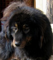 Баро 012.jpg