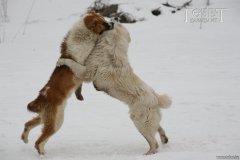Алабай