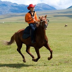 Казахская лошадь
