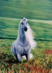 Андалусийская лошадь