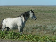 Казахская степная лошадь