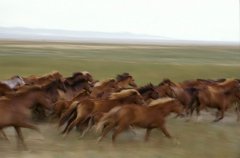 Казахская лошадь
