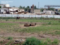 karakalpakstan23-23.jpg