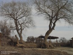 Каракалпаки, сельские местности Каракалпакстана.