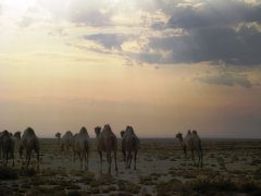 Устюрт, Каракалпакстан