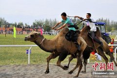 Скачки на верблюдах