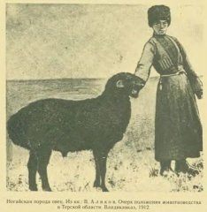 Ногайская_порода_овец_1912_