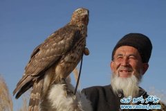 Охотник уйгур с соколом
