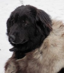 купчихи 424.jpg
