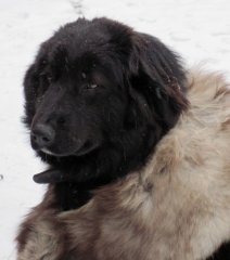 Копия купчихи 424.jpg