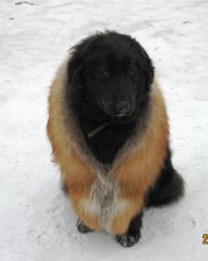 купчихи 457.jpg