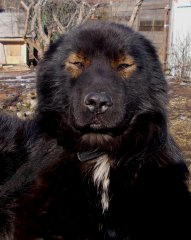 Потомок Чингисхана — копия.JPG