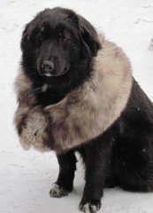 купчихи 426.jpg