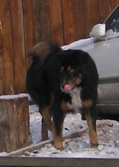 Копия IMGP0875.JPG