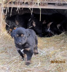 стоянка Булум 056.jpg