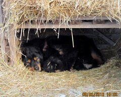 стоянка Булум 060.jpg